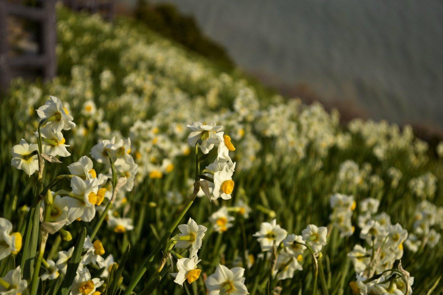 🏞️ 원견산 공원 (토미야마 코엔) 이미지 7